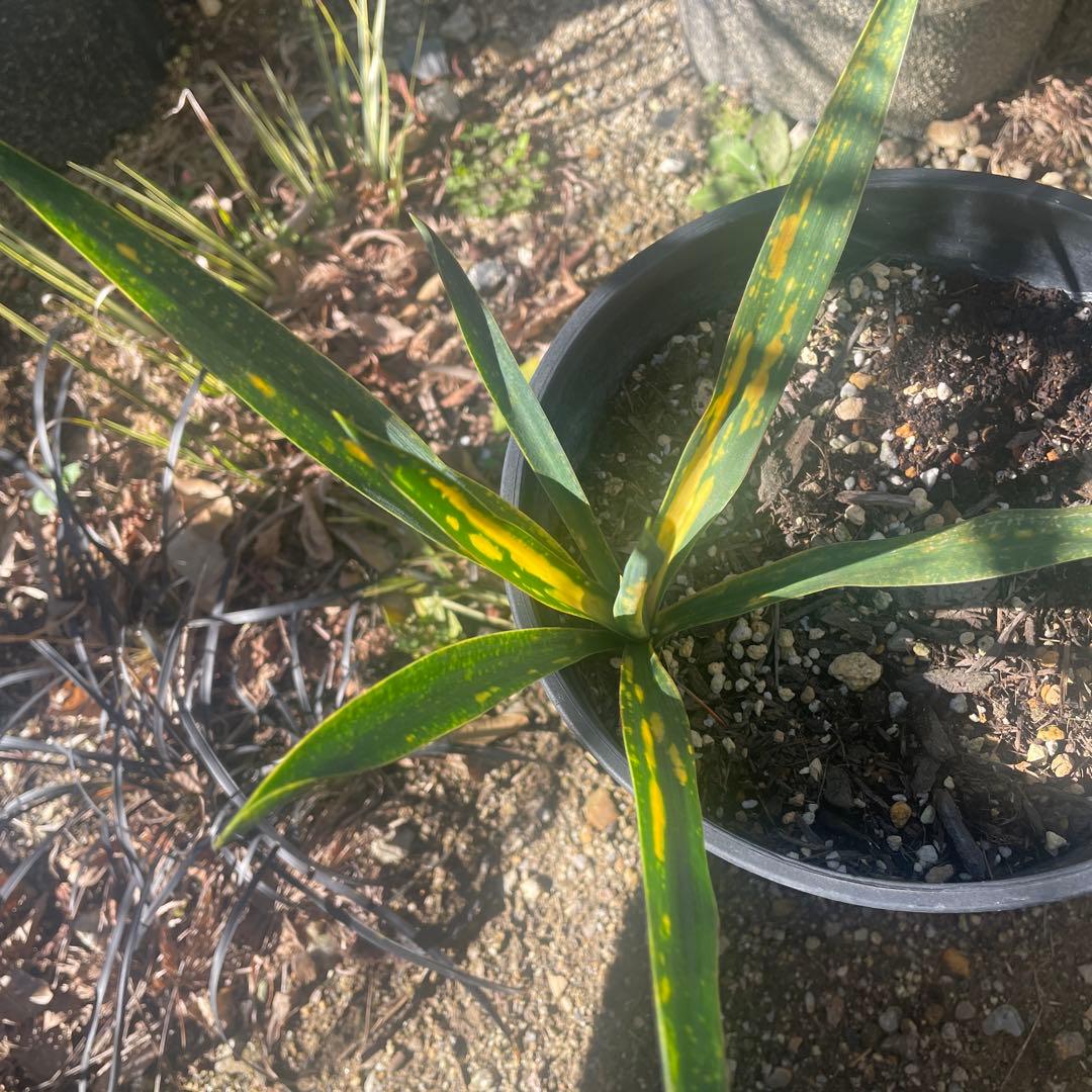 激安 ユッカ グロリオサ 散り斑 ライジングサン ロストラータ