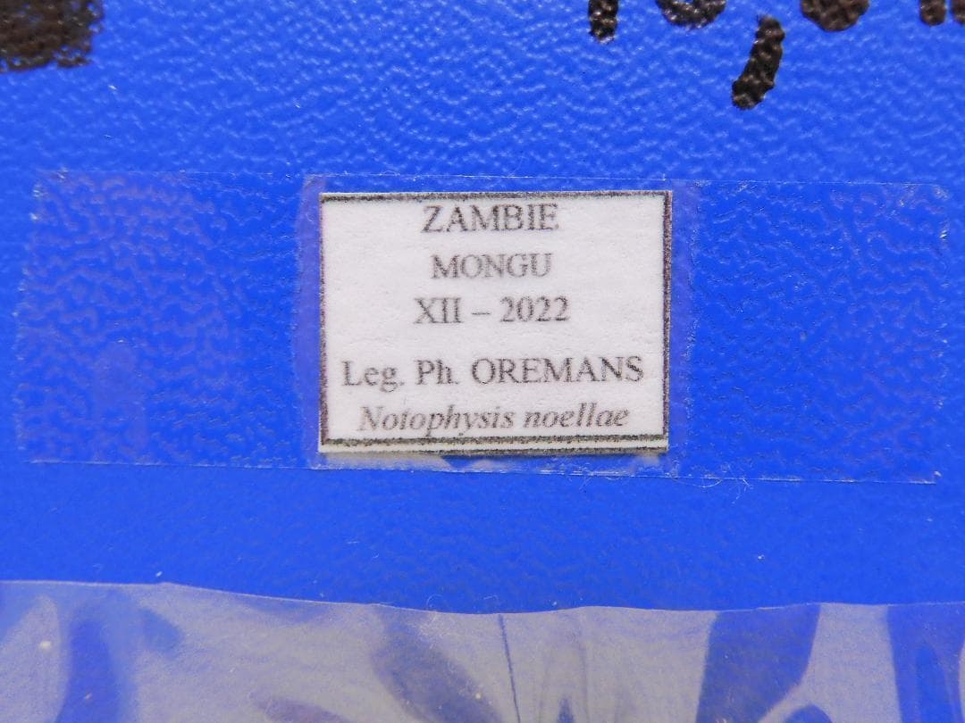 ザンビア産　サソリカミキリ　47mm