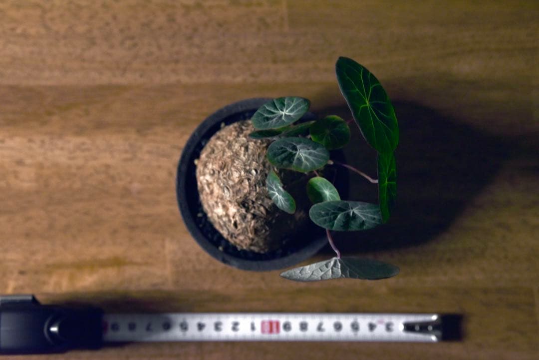 発根済 ステファニア　カウィーサキー　塊根植物