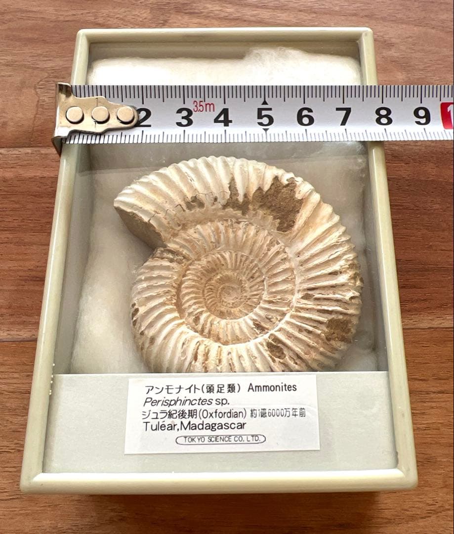 ジュラ紀 アンモナイト標本 Perisphinctes sp.約1億6000年前