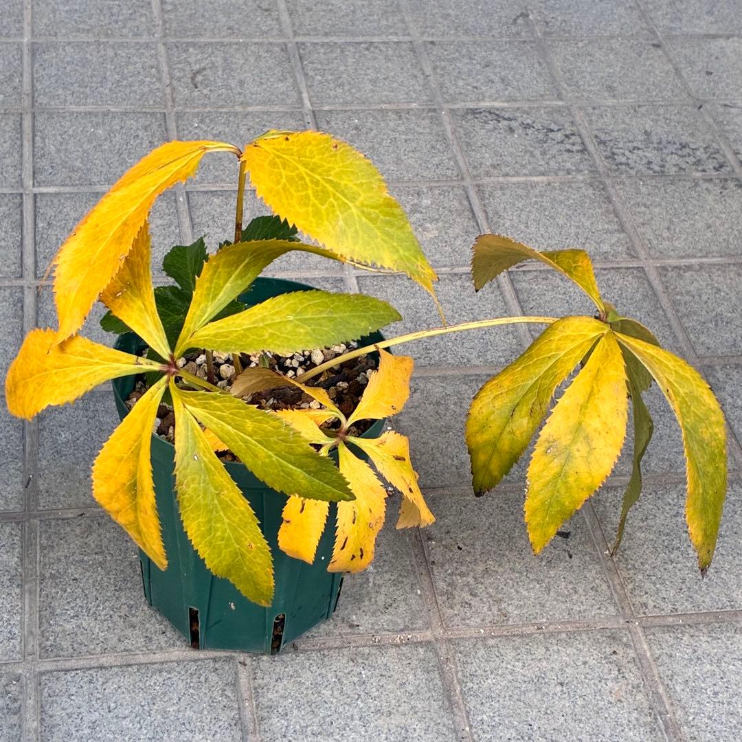 A*️様 ☘️ラスト2☘️開花株❤️沢山新芽元気株3254⭐️極上透明感優しいピ