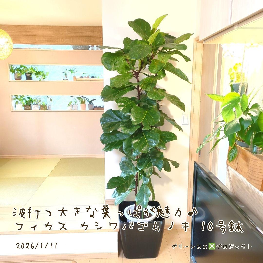 【Jonald ⚠追加有り❗️】フィカスカシワバゴムノキ10号鉢②