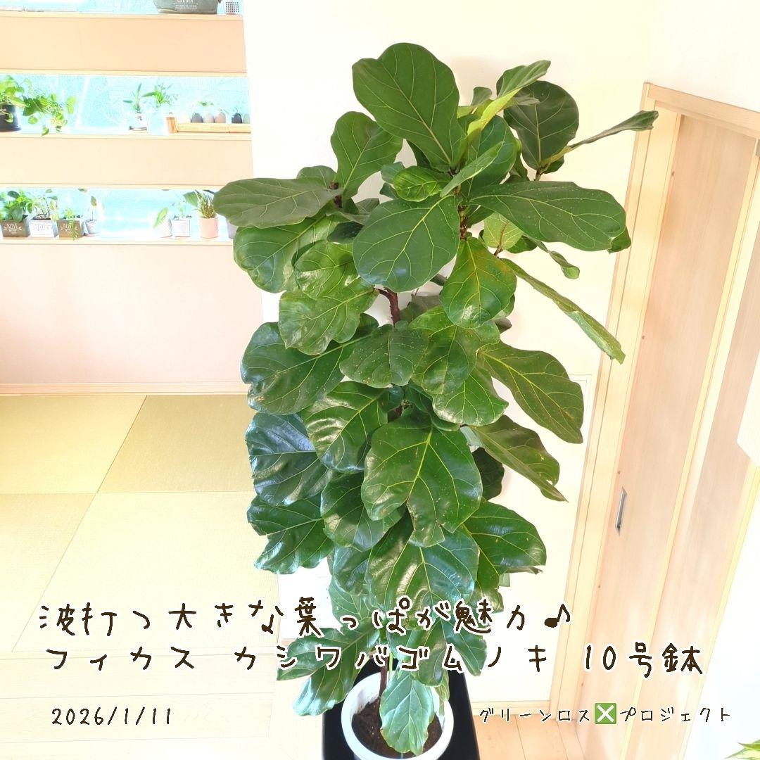 【Jonald ⚠追加有り❗️】フィカスカシワバゴムノキ10号鉢②