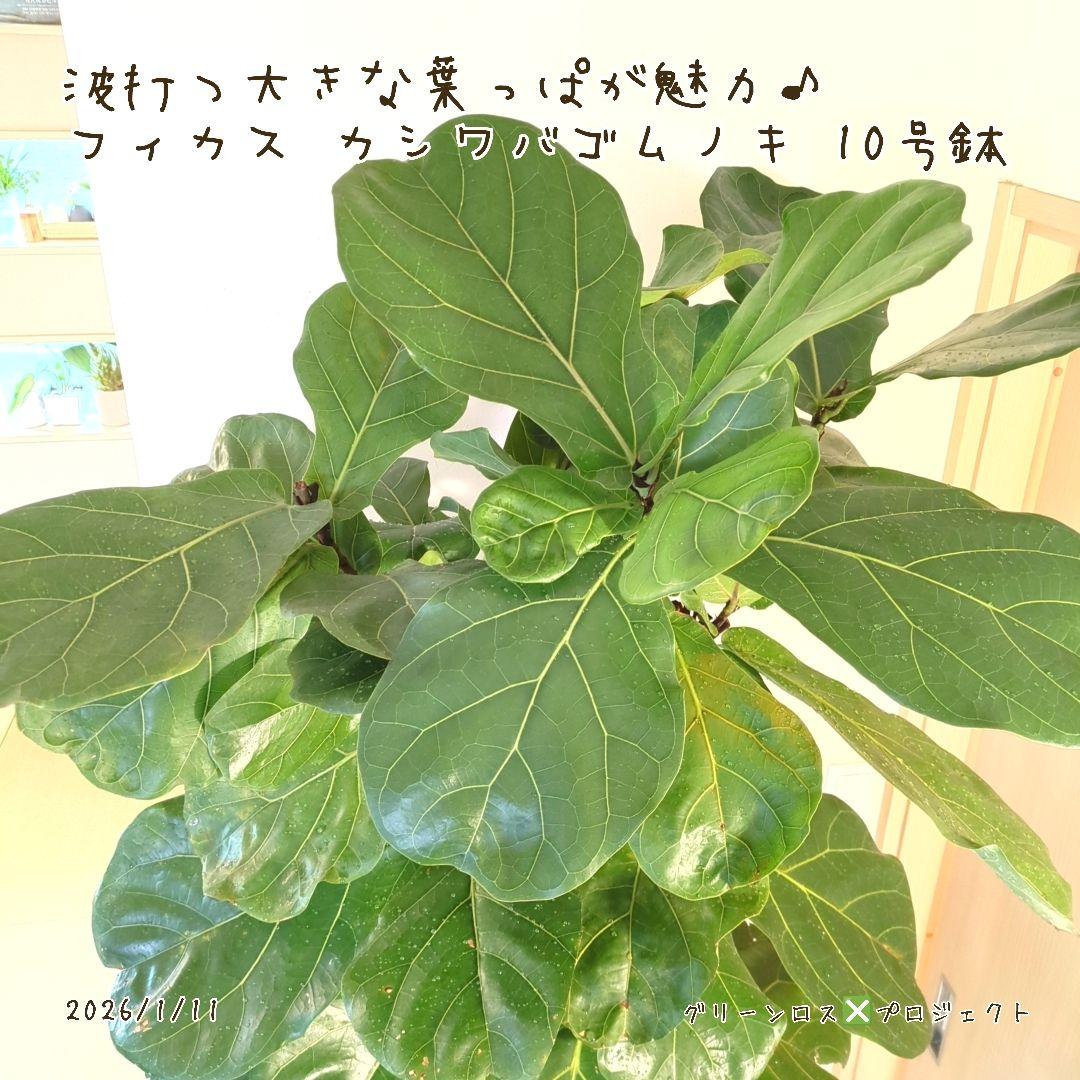 【Jonald ⚠追加有り❗️】フィカスカシワバゴムノキ10号鉢②
