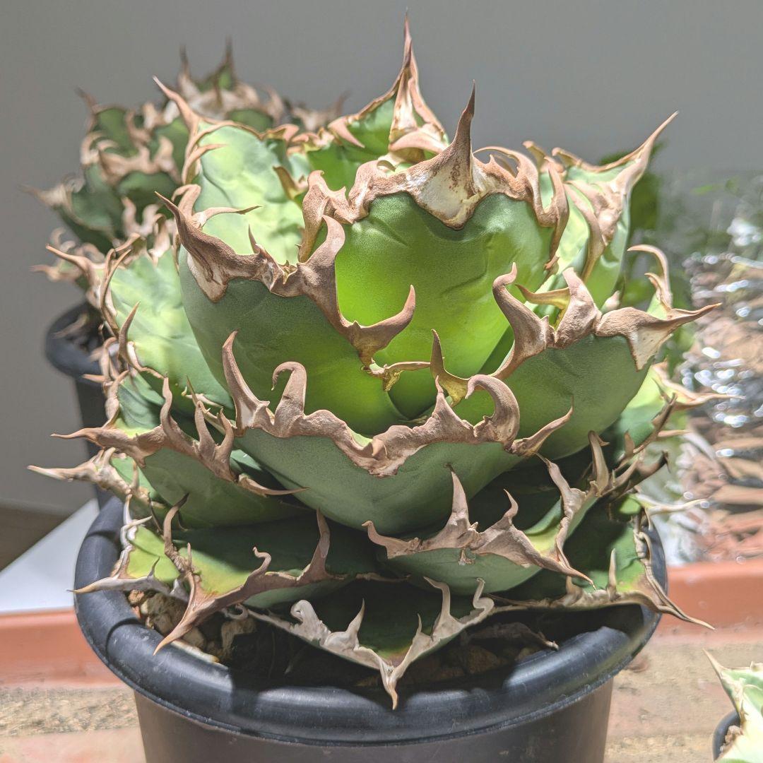 アガベ シーザー（Caesar）良型大株（5号鉢）子株付