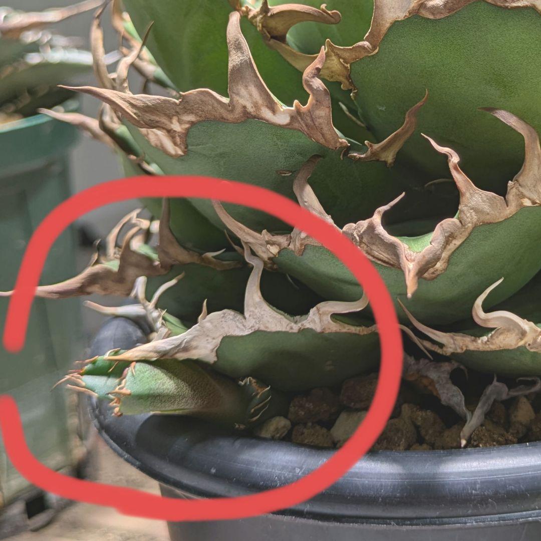 アガベ シーザー（Caesar）良型大株（5号鉢）子株付