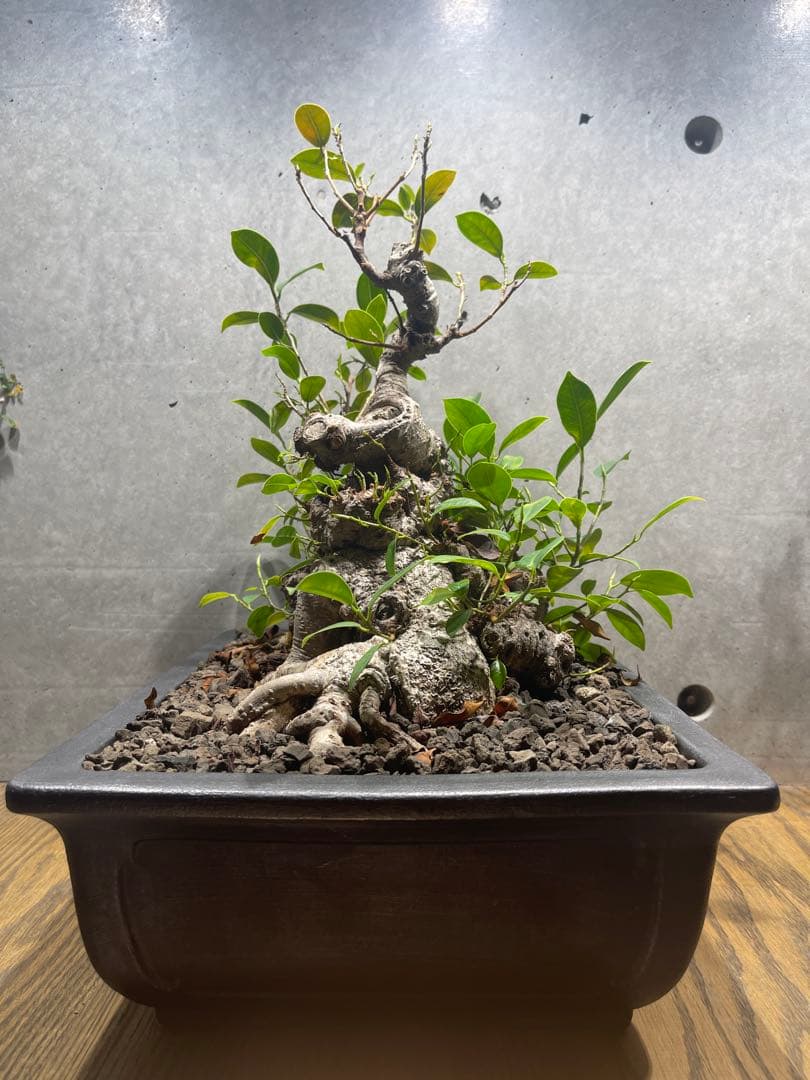 ガジュマル盆栽　特大　イボ肌