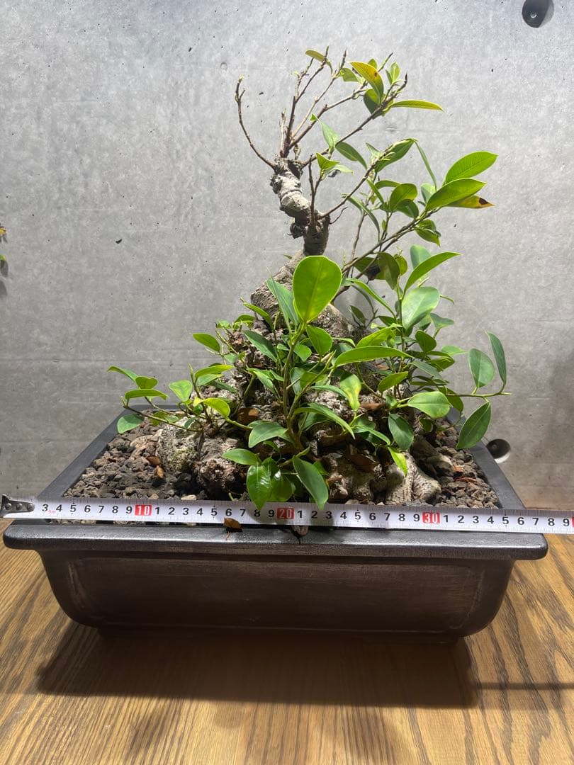 ガジュマル盆栽　特大　イボ肌