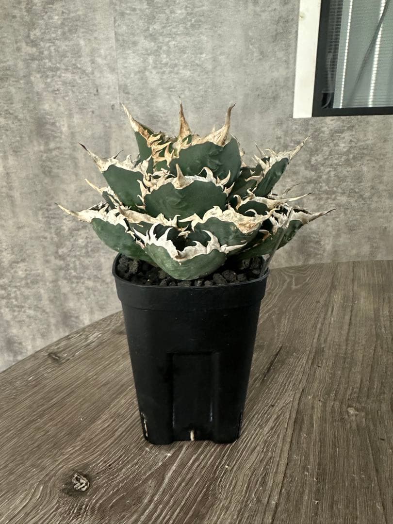 専用　海王　オアハカ　セット