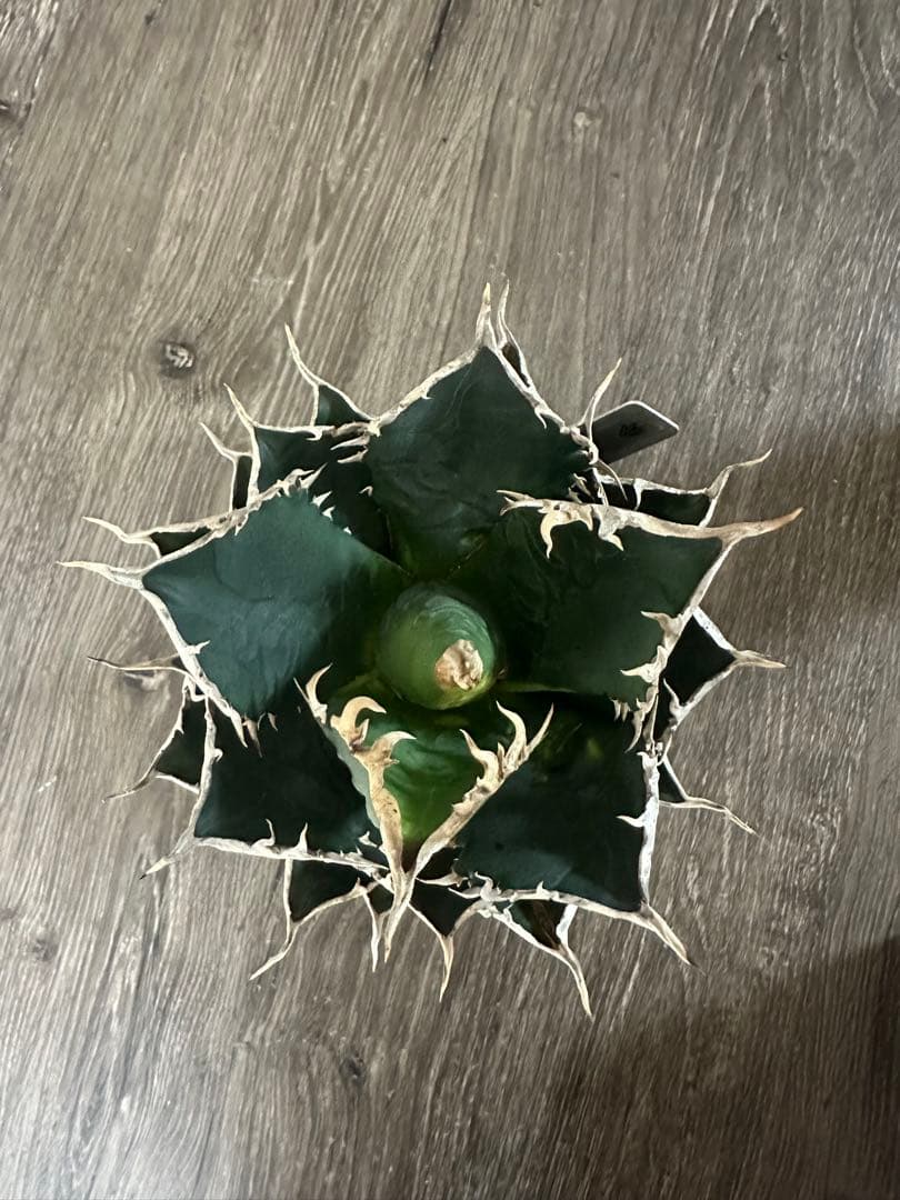 専用　海王　オアハカ　セット