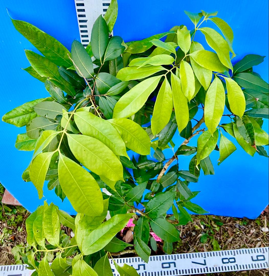 ❶-1 玉荷包ライチ　大玉　耐寒性あり