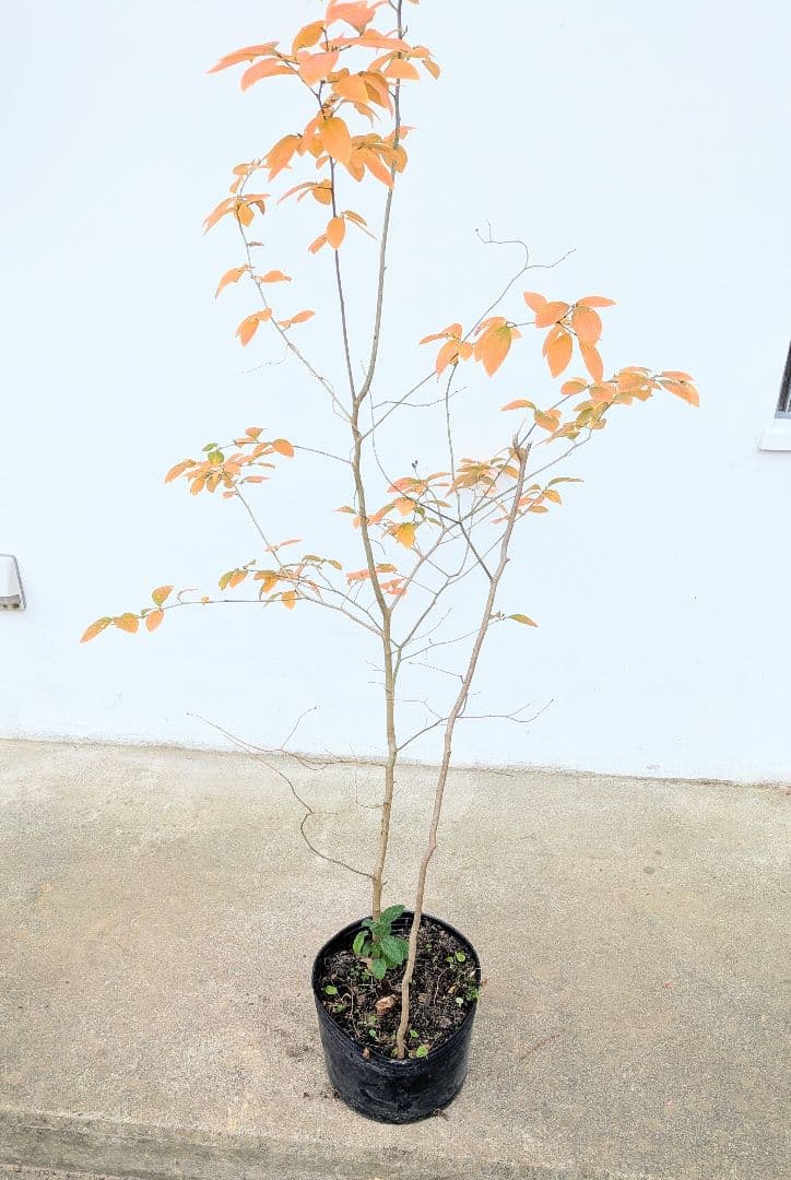 山採りヤマコウバシ。