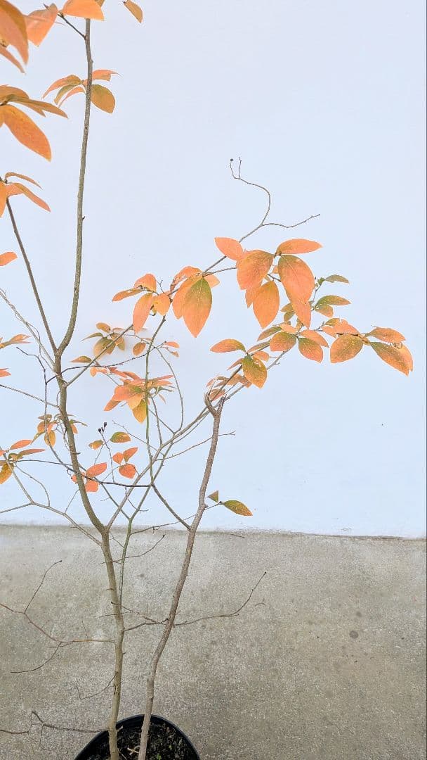 山採りヤマコウバシ。