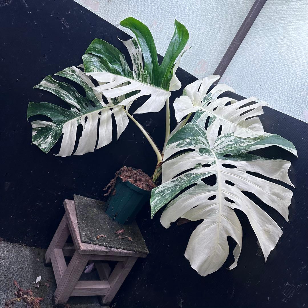 の*ん様 斑入りモンステラ ホワイトタイガー極美大株70cm白斑多