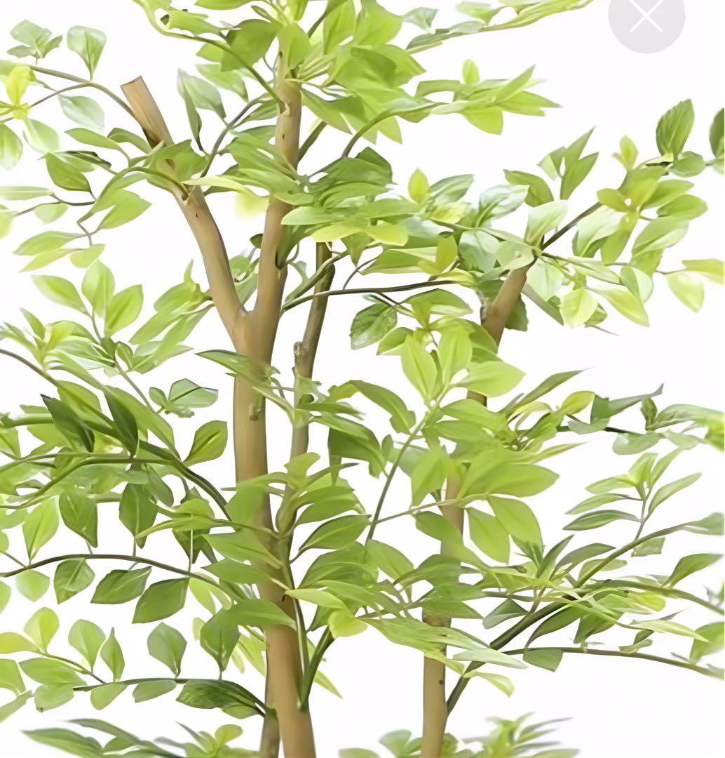 光触媒　人工観葉植物　フェイクグリーン　ゴールデンリーフ 高さ 1.6ｍ