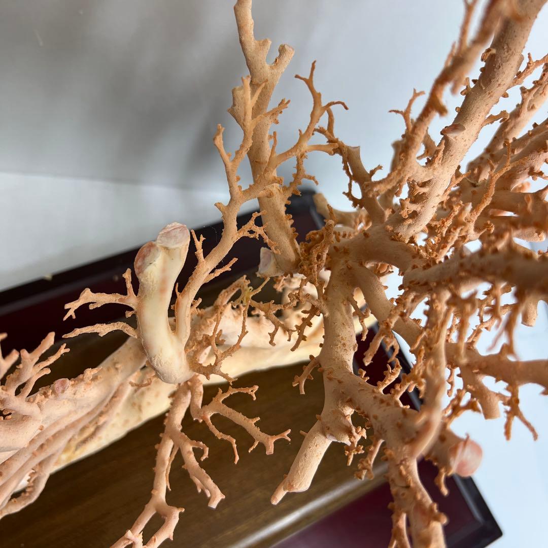 本桃色珊瑚　超特大原木　ガラスケース付　東Y8-0105☆2Fタサオ