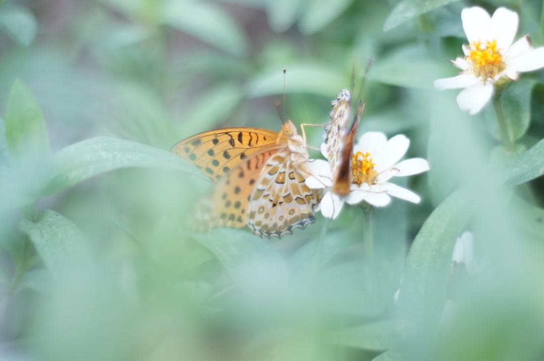 ★希少 PENTAX Super-Takumar 55mm F1.8 初期型