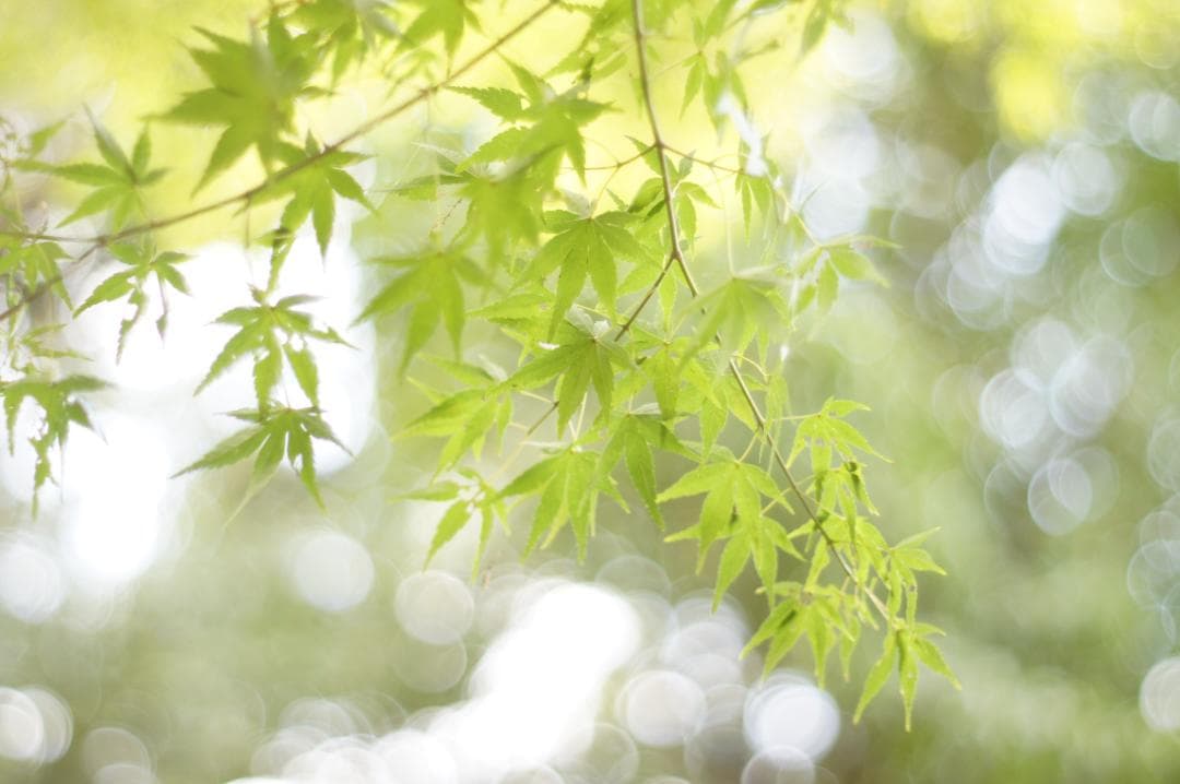 ★希少 PENTAX Super-Takumar 55mm F1.8 初期型