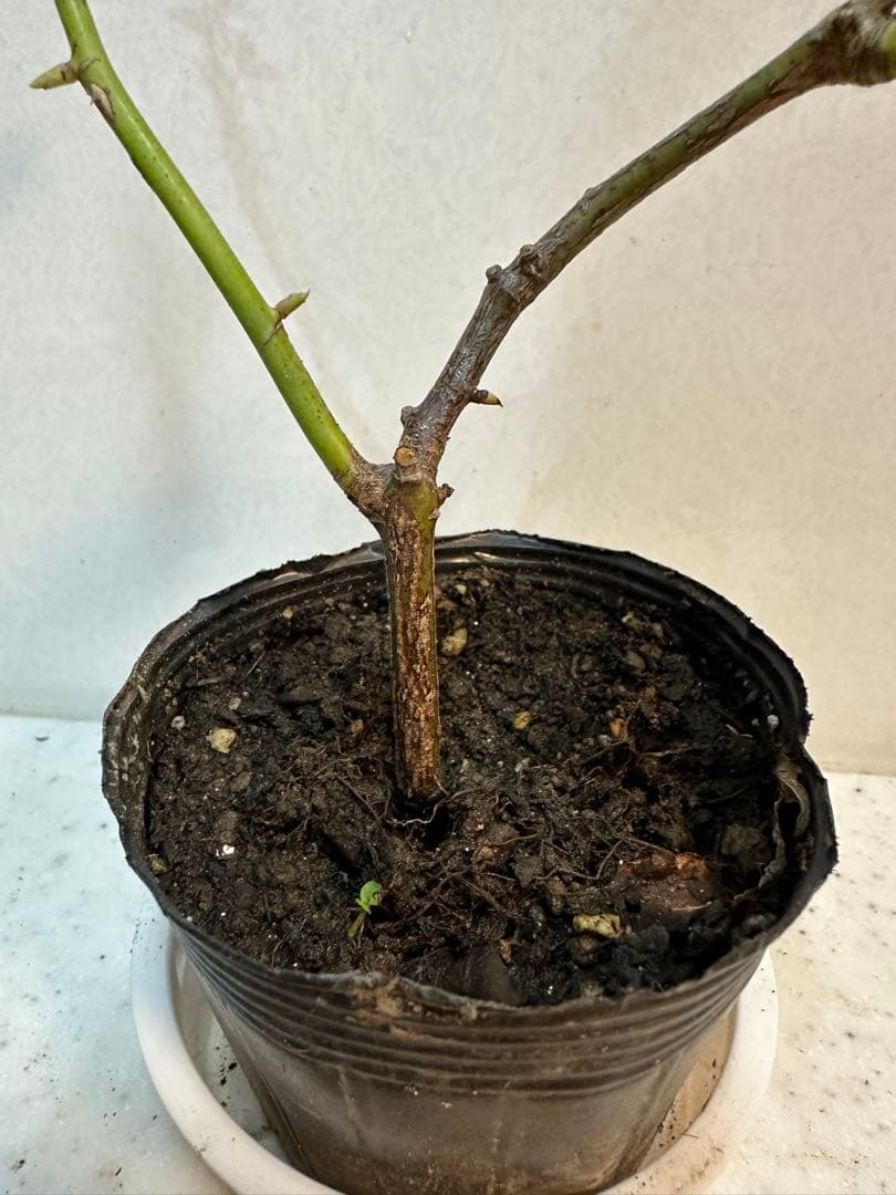 ピンクのバラの苗 上品で芳香