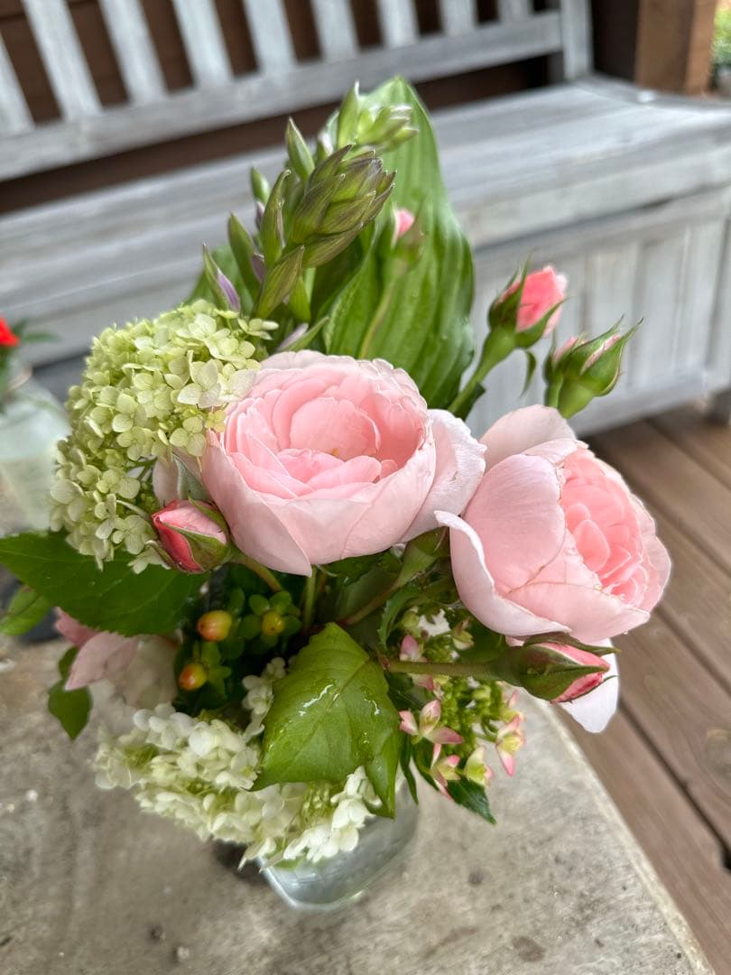 ピンクのバラの苗 上品で芳香