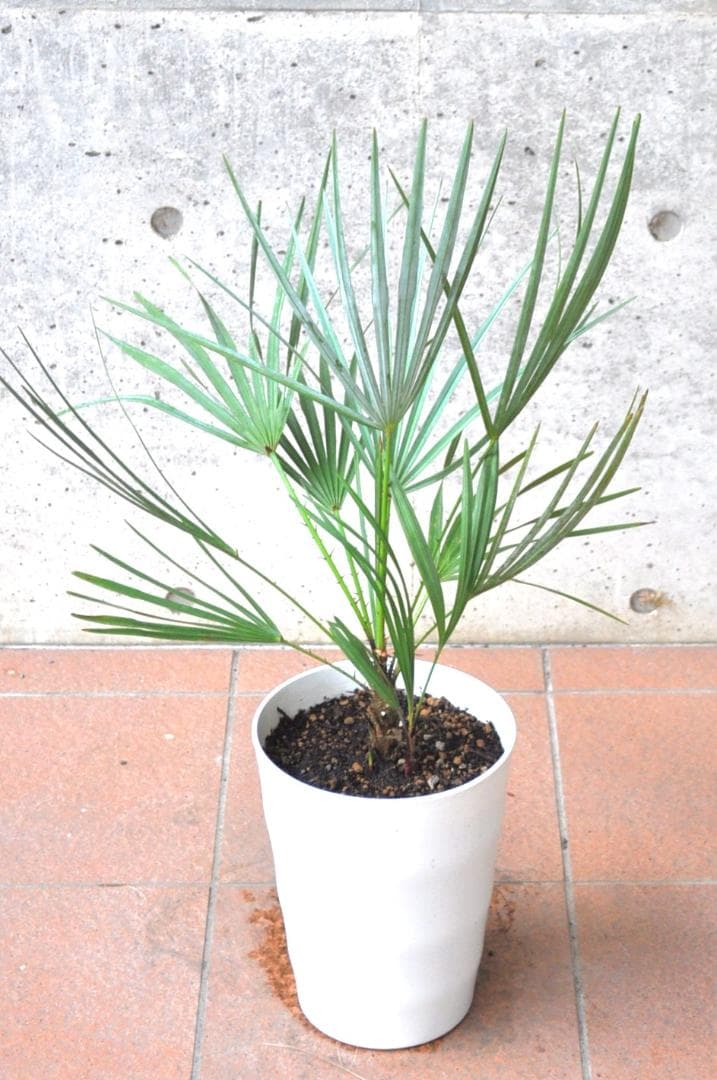 チャメロプス フミリス セリフェラ 78cm 7号　Chamaerops