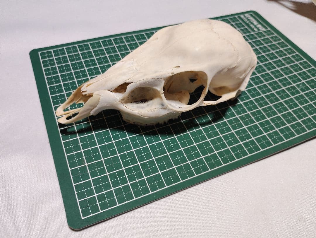 キョン(Muntiacus reevesi)　頭骨　オスメスセット