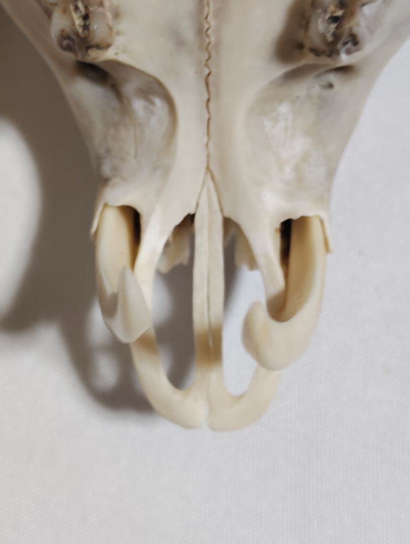 キョン(Muntiacus reevesi)　頭骨　オスメスセット