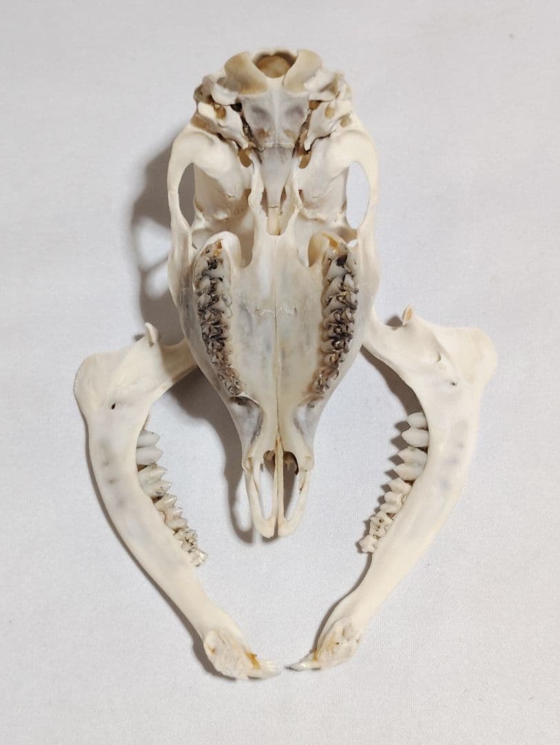 キョン(Muntiacus reevesi)　頭骨　オスメスセット