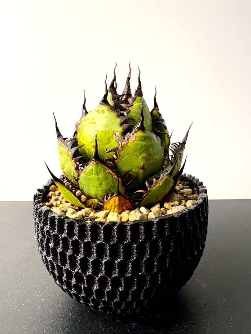 【SSS級、コレクション】アガベ　ホリダ　美株