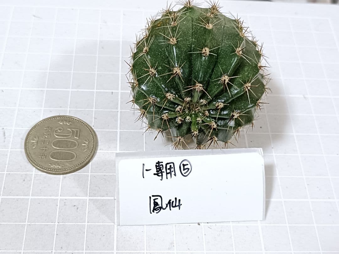 1-保護猫ファミリー商品　花サボテン