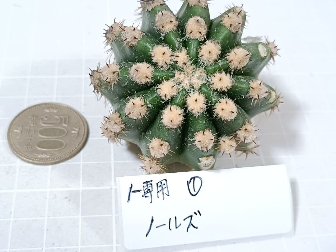 1-保護猫ファミリー商品　花サボテン