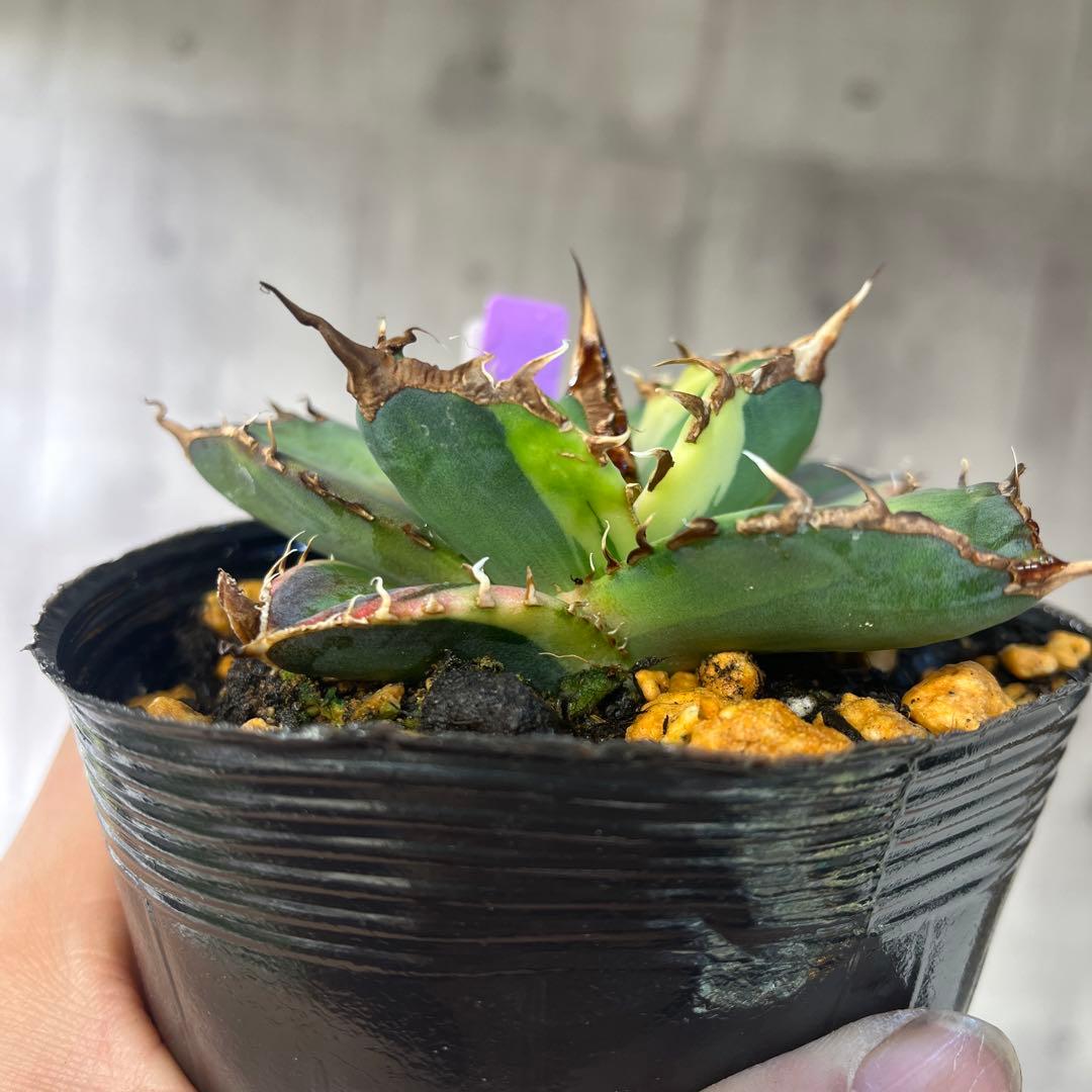 アガベ 毒液錦斑入り抜き苗発送