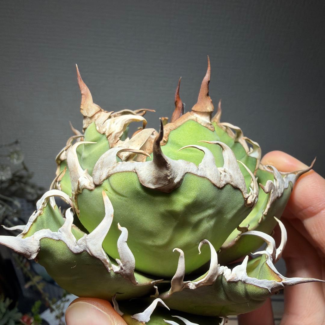 アガベチタノタ　US_SPEICAL 親株出品　タグ付き　オルタさん苗　激レア