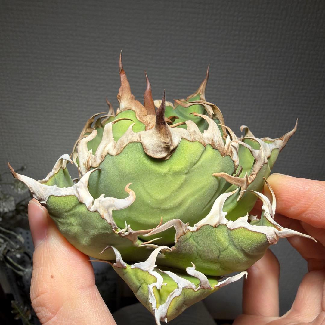 アガベチタノタ　US_SPEICAL 親株出品　タグ付き　オルタさん苗　激レア