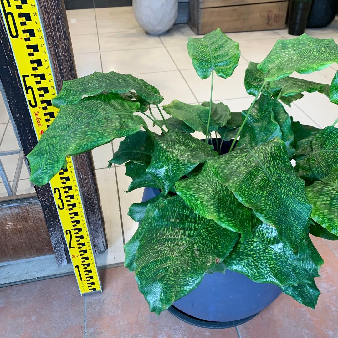 カラテア ムサイカ モザイク ファイバー鉢 お皿付き