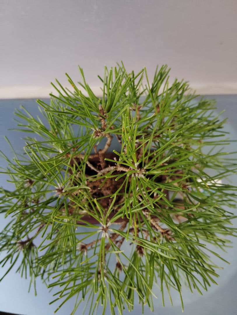 黒松盆栽　小品盆栽　ミニ盆栽　直幹仕立て　鉢（中国新渡）　古木