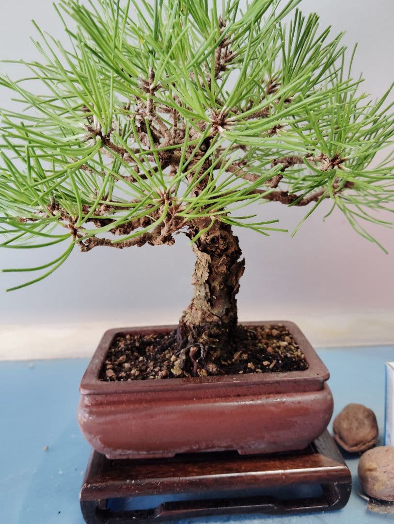 黒松盆栽　小品盆栽　ミニ盆栽　直幹仕立て　鉢（中国新渡）　古木