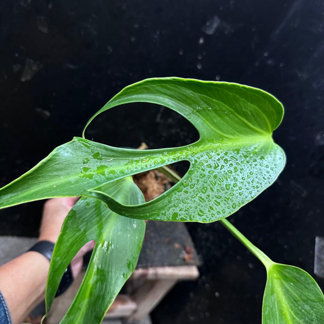 て*り様 モンステラデリシオーサバールマルクスフレーム4号鉢植え大株美株レア