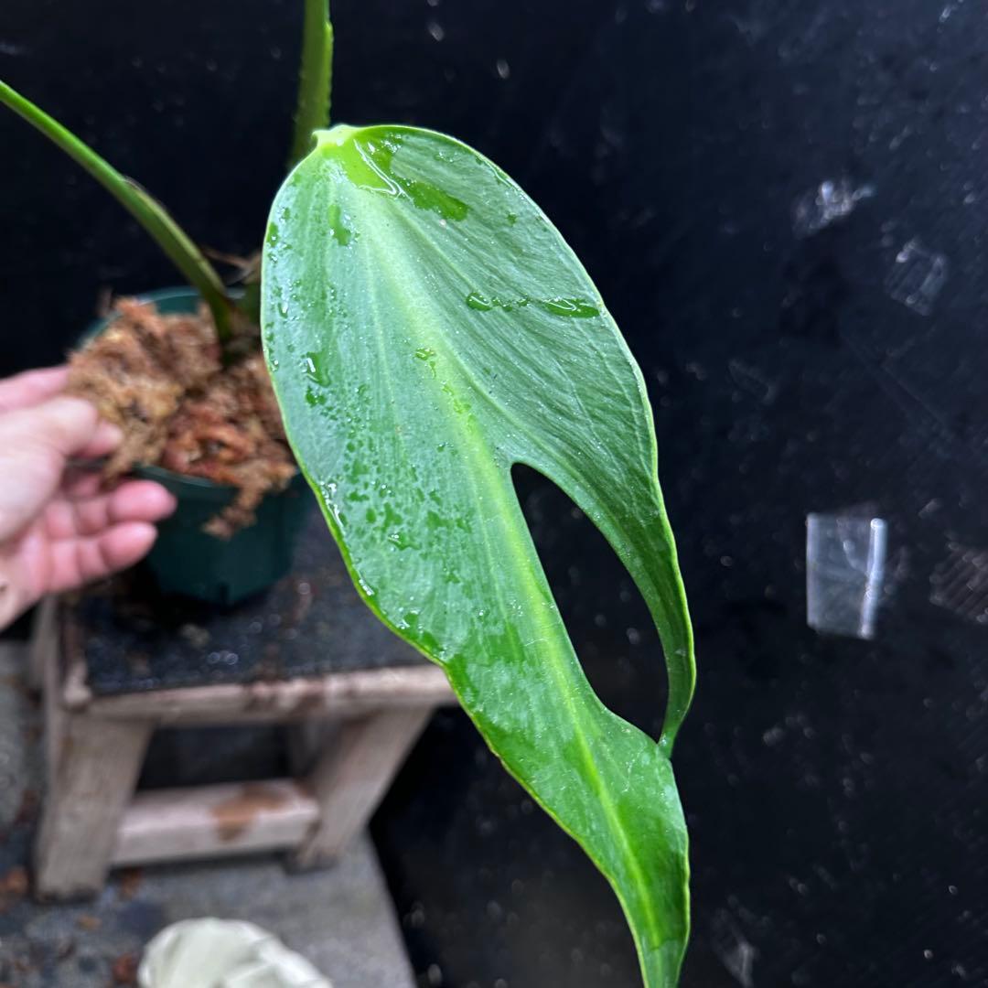 て*り様 モンステラデリシオーサバールマルクスフレーム4号鉢植え大株美株レア