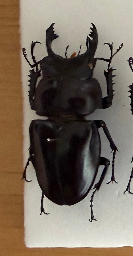 原名亜種ヤエヤママルバネクワガタ64㎜【大型】