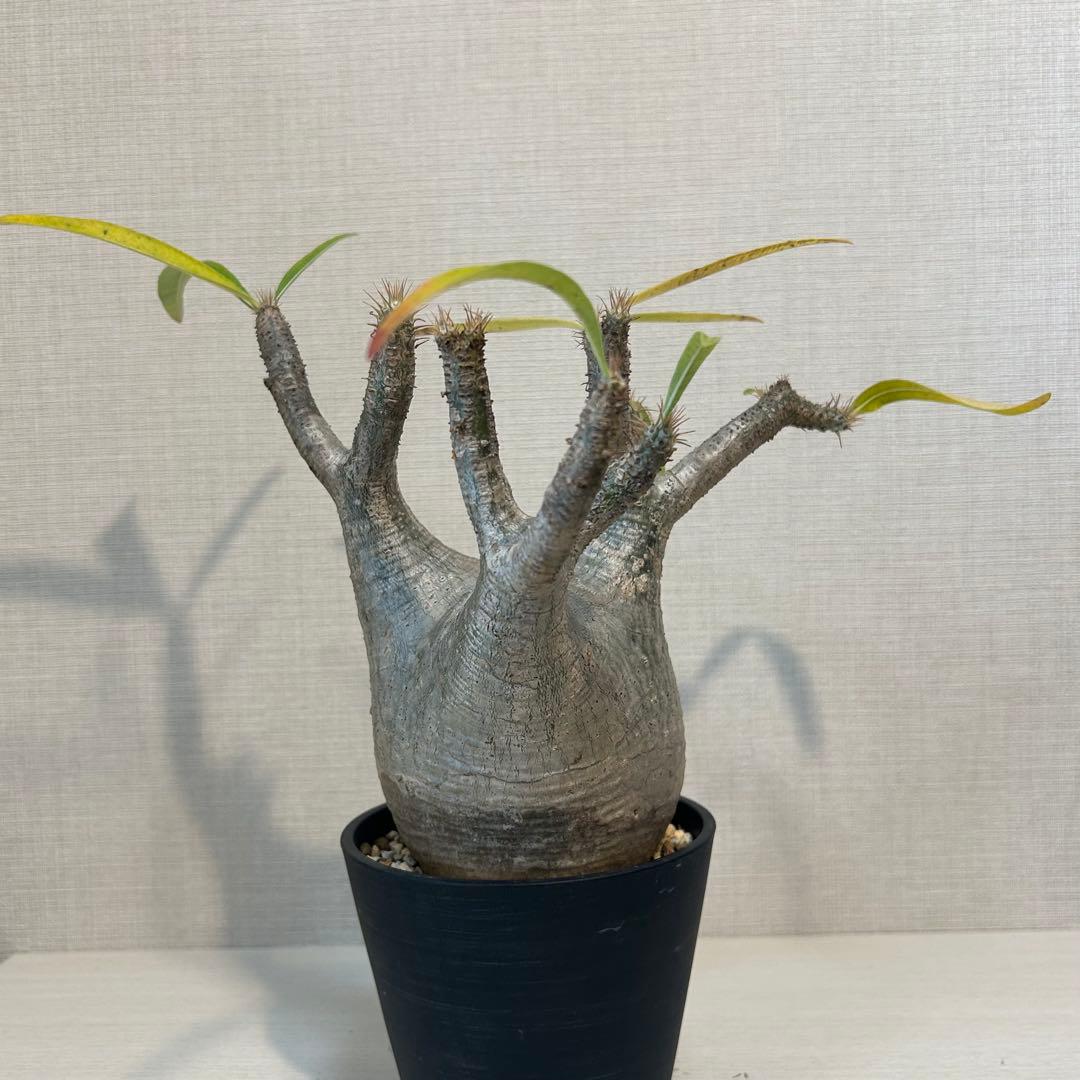 パキポディウム•グラキリス 現地球/現地株　発根済み　塊根植物 12