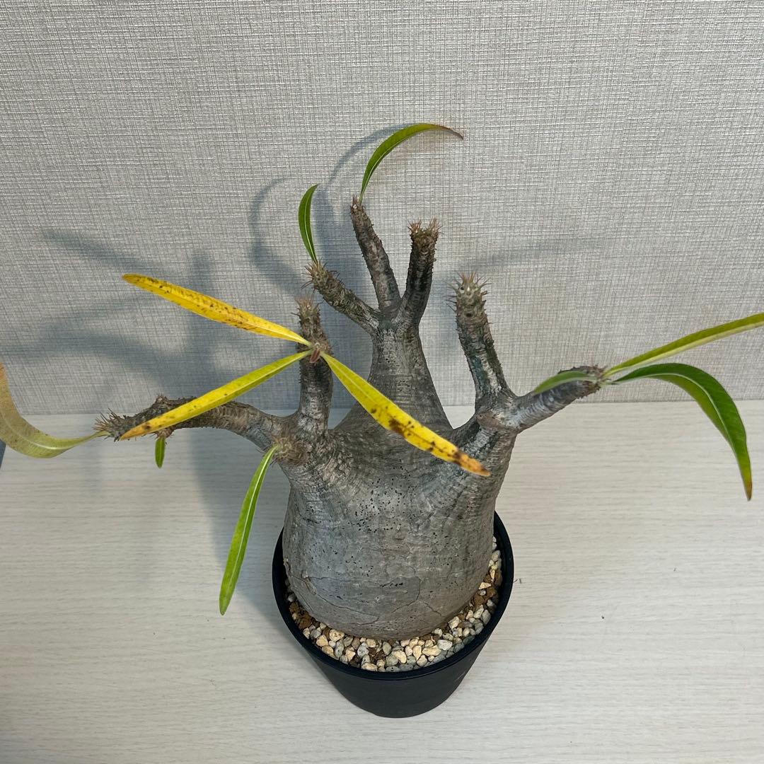 パキポディウム•グラキリス 現地球/現地株　発根済み　塊根植物 12