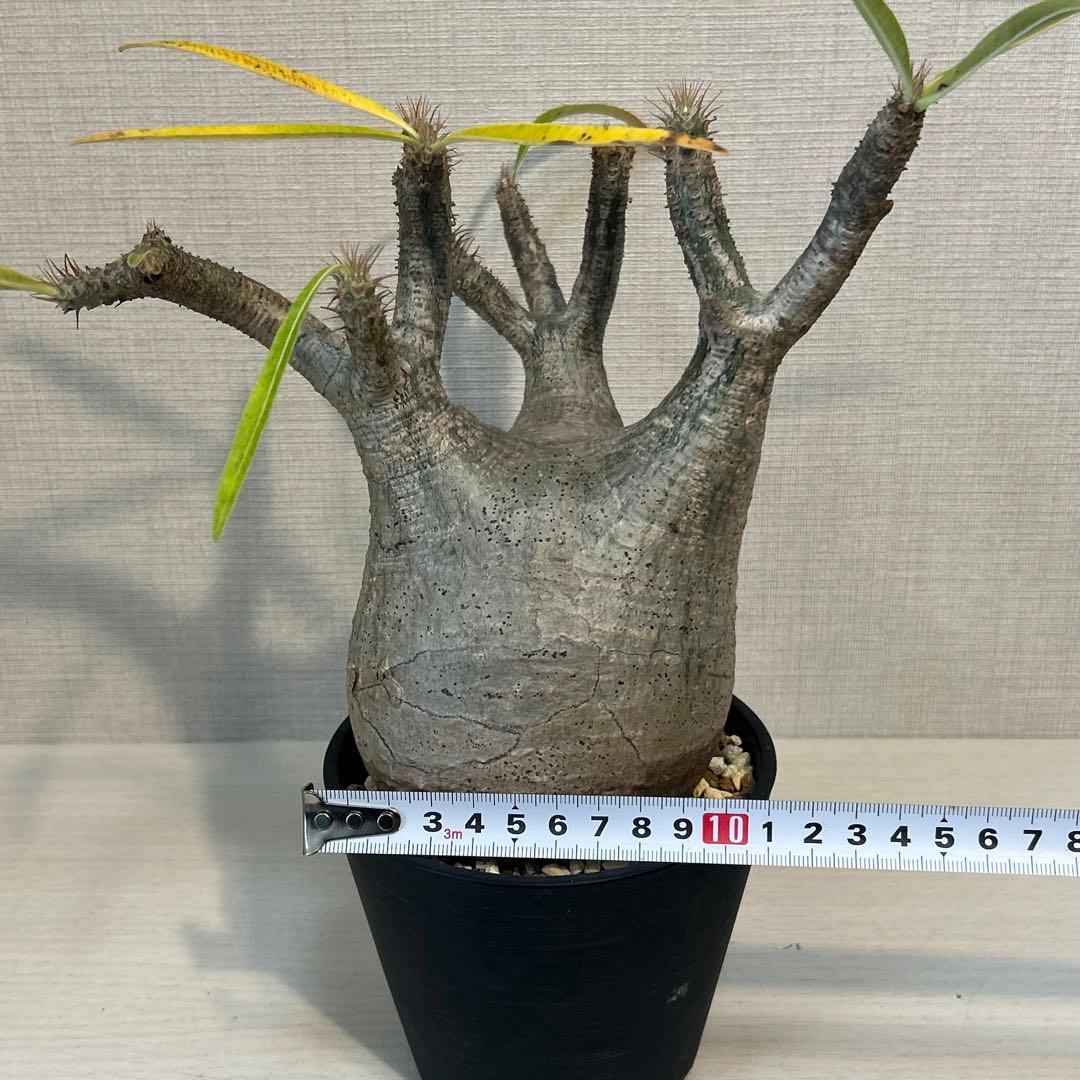 パキポディウム•グラキリス 現地球/現地株　発根済み　塊根植物 12