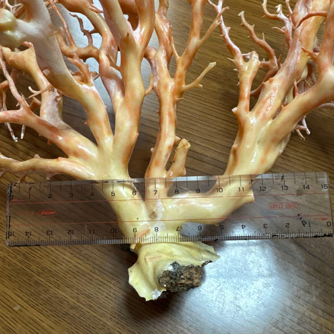 サンゴ　枝　桃色　置物
