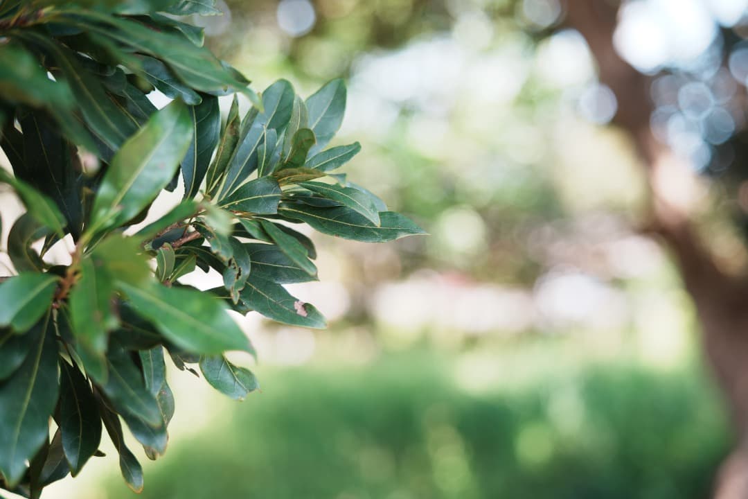 【希少一部金属】動作◎ FUJINON 55mm F2.2 817 バブルボケ