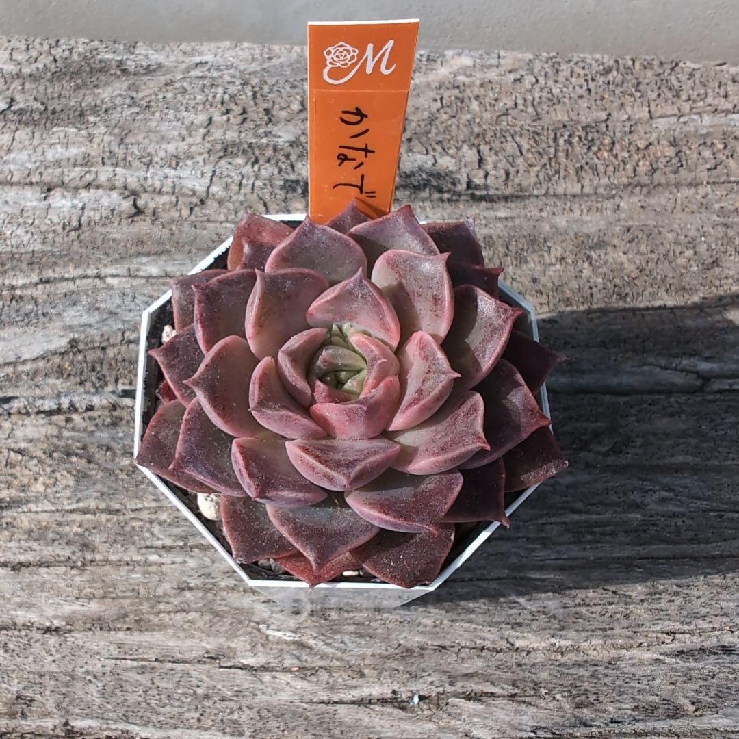 miyaさん苗 希少命名株　かなで　札付き