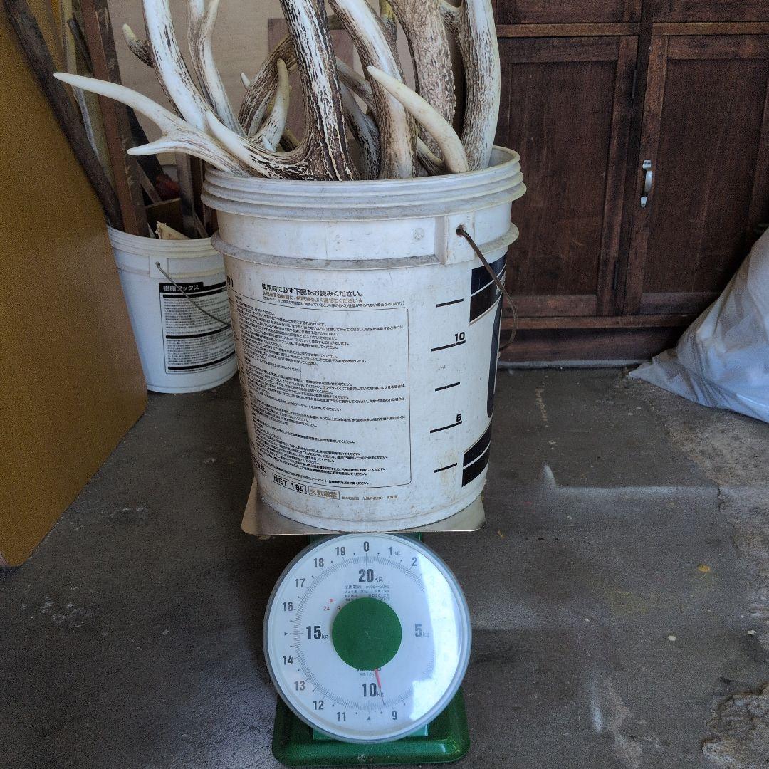 エゾシカ　角　今年の物　12本