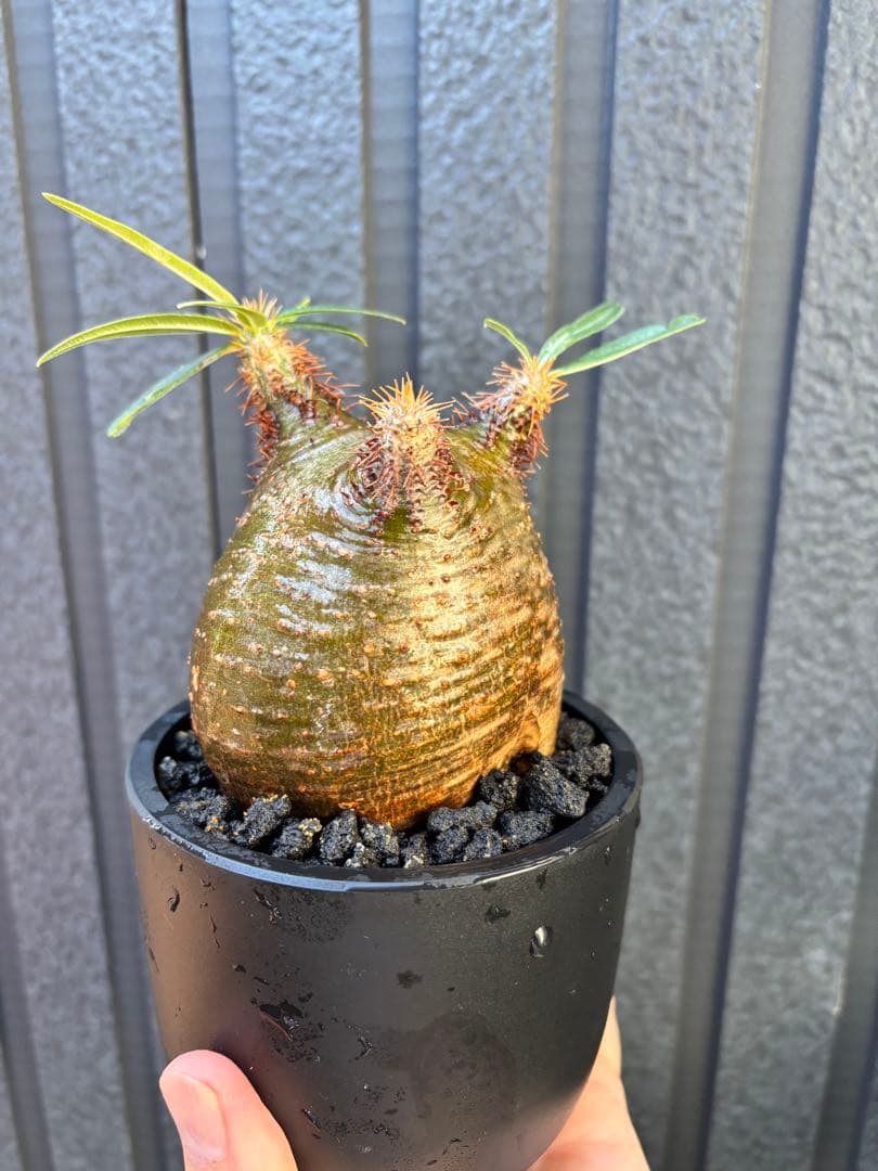 パキポディウム グラキリス(発根済み)