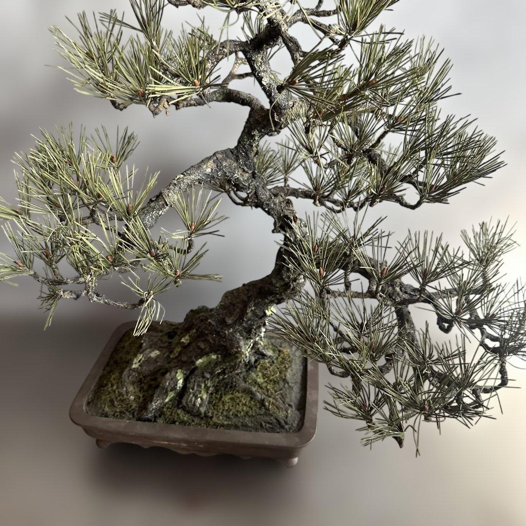 瞬間的お値下げ‼️素敵すぎるフェイク盆栽‼️自然形状の盆栽 四角形鉢