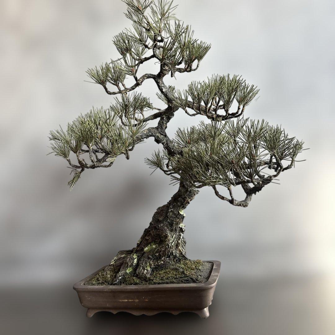 瞬間的お値下げ‼️素敵すぎるフェイク盆栽‼️自然形状の盆栽 四角形鉢